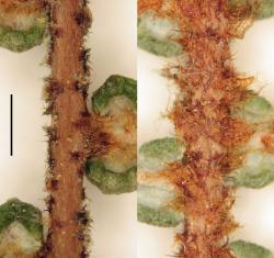 Gleichenia dicarpa. Indumentum on the abaxial surface of the β costa: group A (WELT P026809) at left; group B (WELT P026797) at right.  Scale bar = 1 mm. 
 Image: L.R. Perrie © Te Papa 2014 CC BY-NC 3.0 NZ